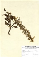 藏品(一枝黃花)的圖片